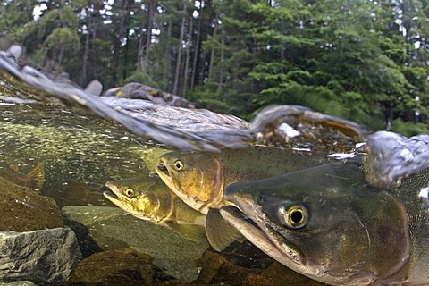 Alaska, Sitka, pink salmon (oncorhynchus gorbuscha) swimming up the Indian river to spawn.