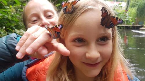 Cool morning for peacock butterflies to hatch out... need some time to warm up!