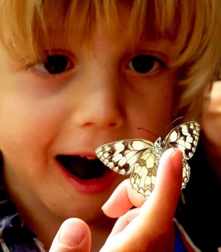 Finally got to see a marbled white butterfly - on his bucket list