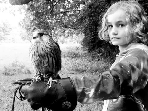 Hungry and ready to work with a new young falconer