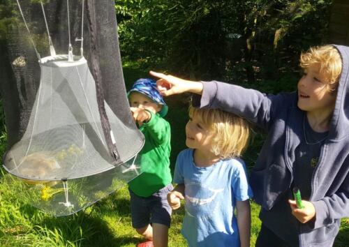 Insect trap with suitable food for capture and release