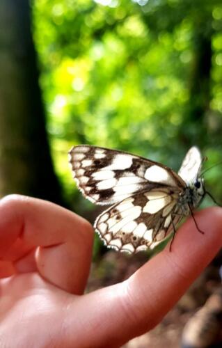 Rare marbled white butterfly calm and not appearing to be disturbed