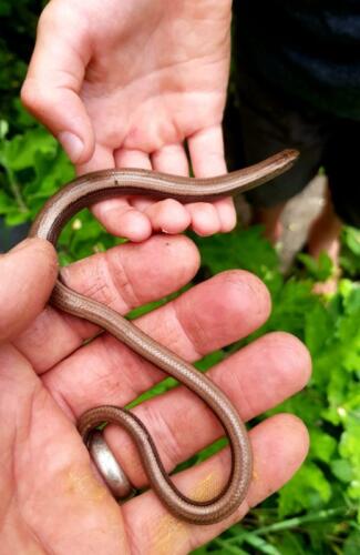 Slow motion time for the group to move slowly and explore habitats for rare reptiles like slow worms