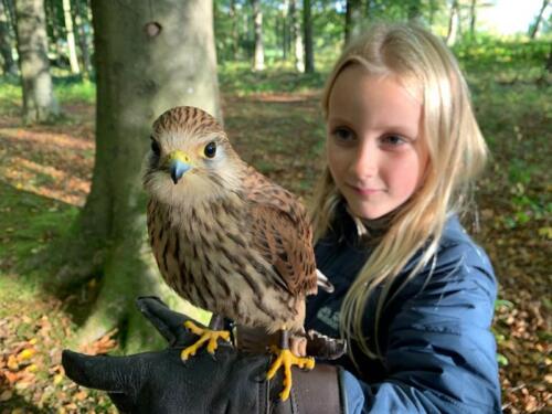 Young falconer in training